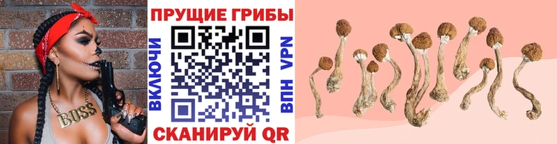Псилоцибиновые грибы мицелий  гидра маркетплейс  даркнет какой сайт  Темников 
